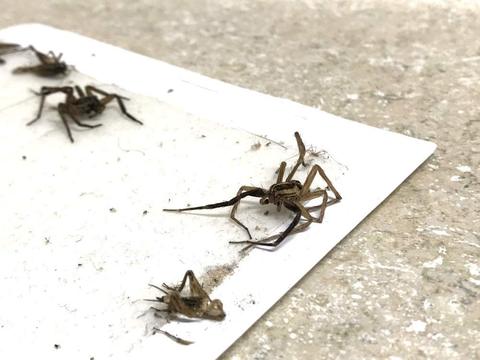 evdeki orumcekleri yok etmek proser ilaclama evdeki orumcekleri yok etmek proser ilaclama