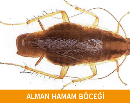 Alman Hamam Böceği İlaçlama