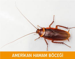 Amerikan Hamam Böceği İlaçlama