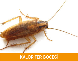 Kalorifer Böceği