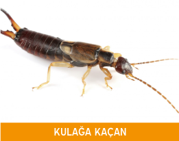 Kulağa Kaçan İlaçlama