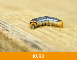 Kurd İlaçlama