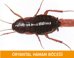 Oryantal Hamam Böceği İlaçlama