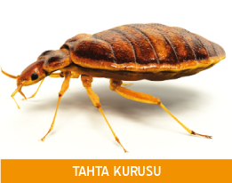 Tahta Kurusu İlaçlama